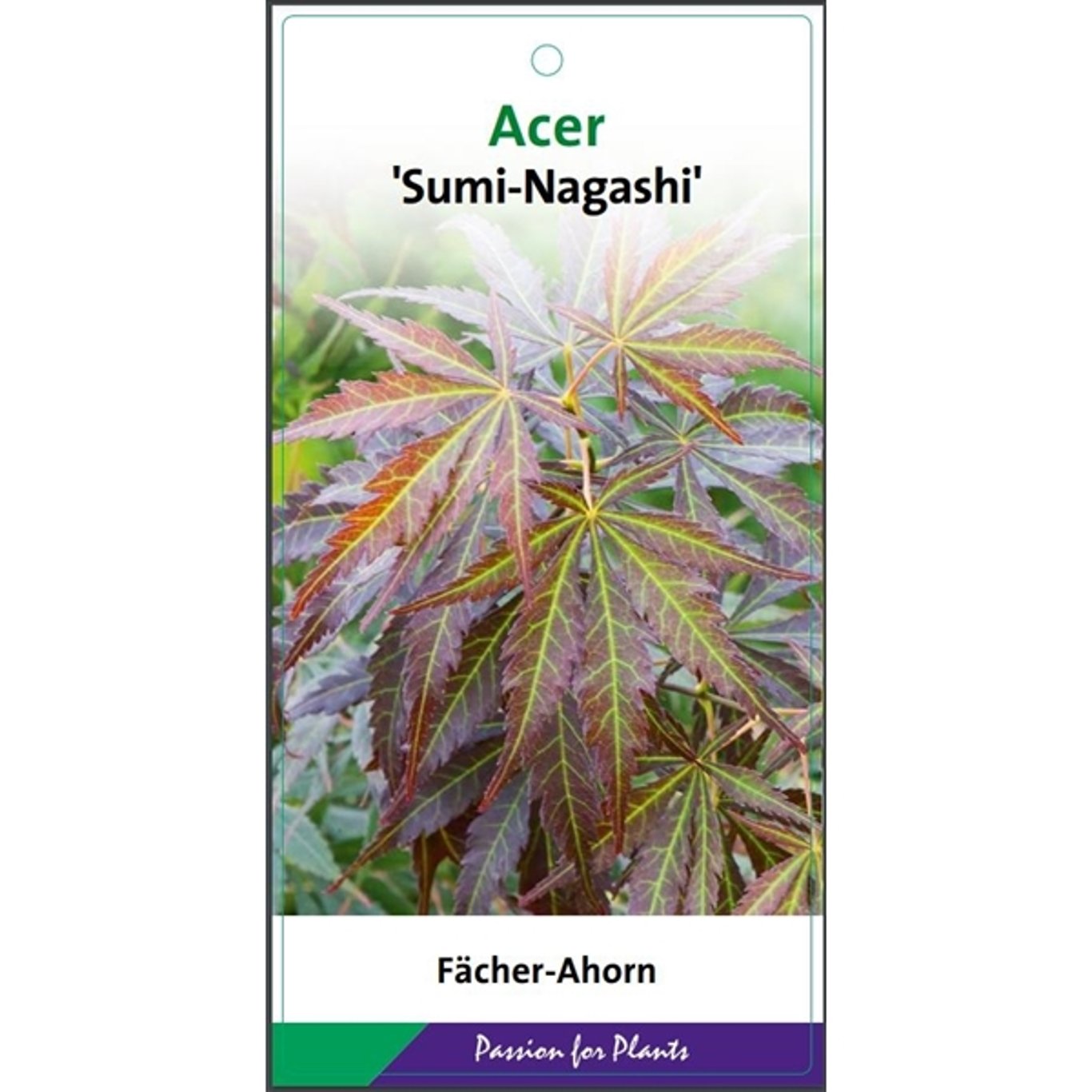 Acer pal. 'Sumi-nagashi' - C7.5 60-80 CM